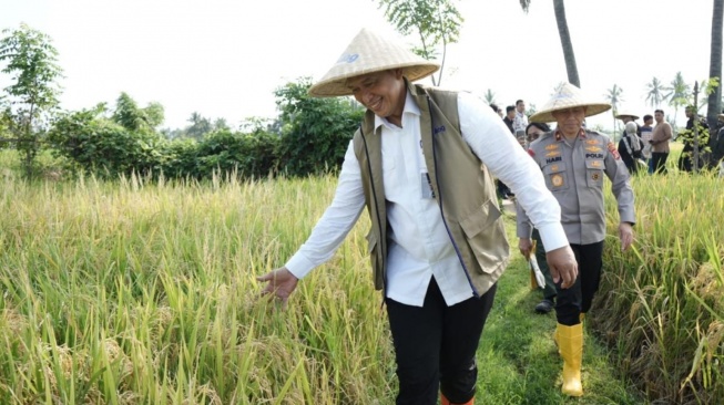 Sepanjang Tahun, Bulog Tetap Menyerap Gabah dan Beras Petani Sesuai Arahan Pemerintah