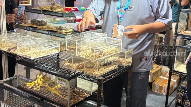 Jakarta International Pet Show (JIPS) 2026 di Nusantara International Convention Exhibition (NICE) pada 3-5 Juli. [Suara.com/Fajar Ramadhan]