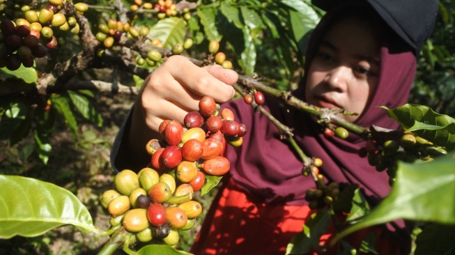 Seorang pekerja memetik kopi jenis robusta di Perusahaan Daerah Perkebunan (PDP) Kahyangan Jember, Jawa Timur, Senin (6/7/2026). [ANTARA FOTO/Seno/wsj]