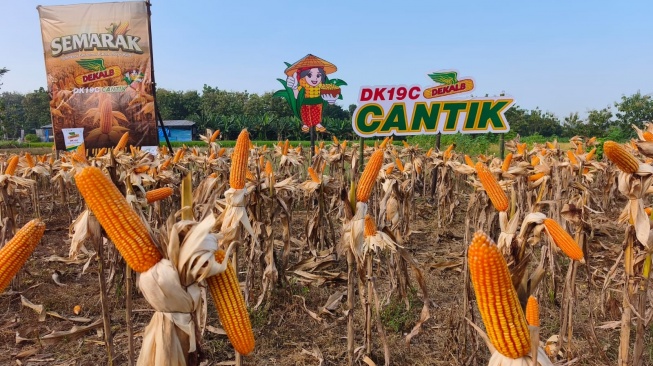 Tinjauan lahan demoplot benih di Ponorogo, Jawa Timur. Inovasi benih jagung hibrida Dekalb DK19C dari Bayer dapat mencapai potensi hasil 10 – 12 ton per hektare. [handout]