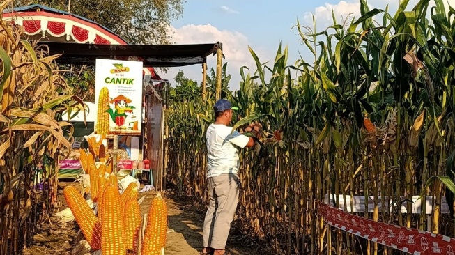Panen Raya Jadi Bukti! Teknologi Benih Dongkrak Produktivitas Jagung