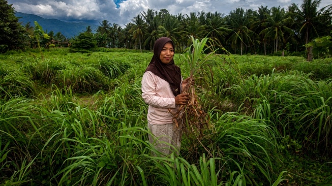 Mengapa Desa Pulu Memilih Sereh Wangi untuk Memulihkan Lahan yang Rusak Akibat Banjir?