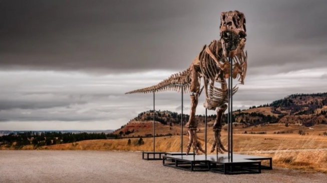 Fosil Tyrannosaurus Rex Gus Jadi Rebutan Miliarder dan Ilmuwan, Harganya Tembus Jutaan Dolar AS