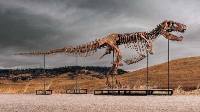 Fosil Tyrannosaurus Rex Gus. [Matthew Sherman / Sotheby&rsquo;s]