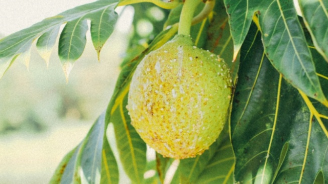 Tahan Perubahan Iklim dan Kaya Gizi, Bisakah Sukun Menjadi Superfood Lokal Indonesia?