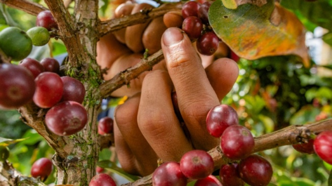 Permintaan Naik, Bagaimana Meningkatkan Produksi Kopi Tanpa Merusak Hutan dan Keanekaragaman Hayati?