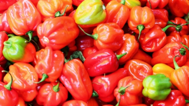 Cabai Habanero Terpedas Kini Dikembangkan di Indonesia, Apa Keunggulannya Dibanding Varietas Impor?