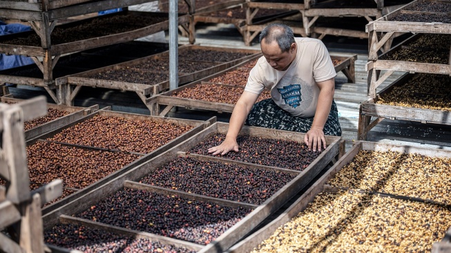 Pekerja memilah biji kopi arabika yang sedang dijemur di Gudang CV Kwadungan Java Coffee kawasan Lereng Gunung Sindoro, Kledung, Temanggung, Jawa Tengah, Rabu (15/7/2026). [ANTARA FOTO/Aprillio Akbar/hma]