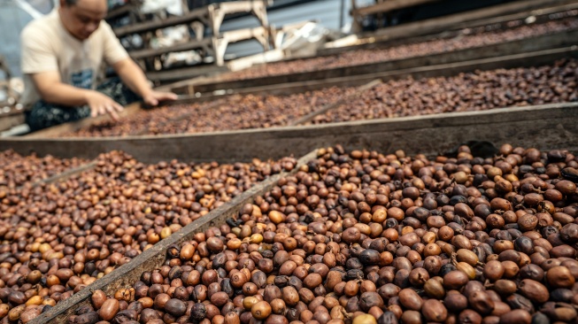 Pekerja memilah biji kopi arabika yang sedang dijemur di Gudang CV Kwadungan Java Coffee kawasan Lereng Gunung Sindoro, Kledung, Temanggung, Jawa Tengah, Rabu (15/7/2026). [ANTARA FOTO/Aprillio Akbar/hma]
