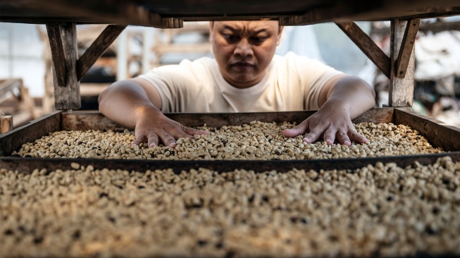 Pekerja memeriksa kondisi biji kopi arabika hasil proses washed yang sedang dijemur di gudang CV Kwadungan Java Coffee, kawasan Lereng Gunung Sindoro, Kledung, Temanggung, Jawa Tengah, Rabu (15/7/2026).  [ANTARA FOTO/Aprillio Akbar/hma]