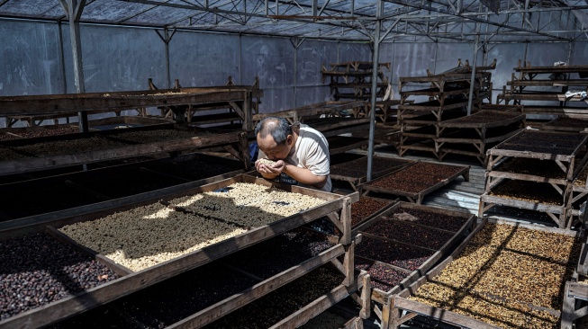Pekerja mencium aroma biji kopi arabika hasil proses washed yang sedang dijemur di gudang CV Kwadungan Java Coffee, kawasan Lereng Gunung Sindoro, Kledung, Temanggung, Jawa Tengah, Rabu (15/7/2026). [ANTARA FOTO/Aprillio Akbar/hma]