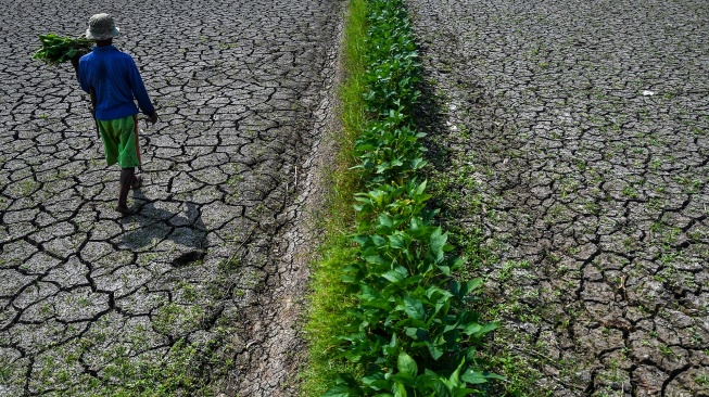 Petani berjalan di lahan sawah irigasi anak Sungai Cimulu yang mengering di Kampung Ciwasmandi, Kelurahan Sukajaya, Kecamatan Purbaratu, Kota Tasikmalaya, Jawa Barat, Kamis (16/7/2026). [ANTARA FOTO/Adeng Bustomi/nz]