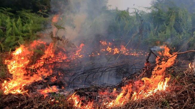 Api membakar semak belukar di kawasan lahan gambut Desa Cot Seumeureng, Kecamatan Samatiga, Aceh Barat, Aceh, Minggu (19/7/2026). [ANTARA FOTO/Syifa Yulinnas/wsj]