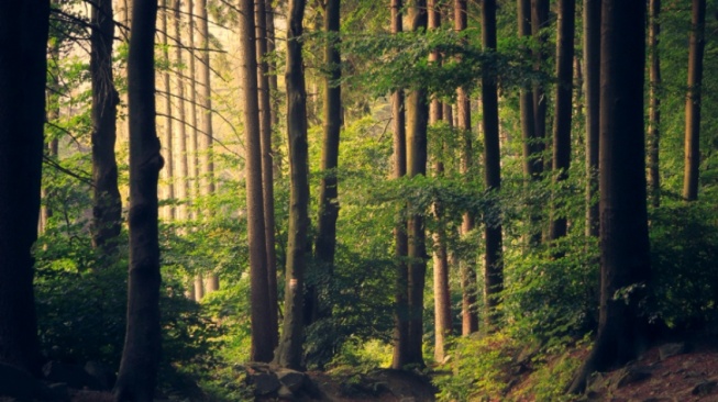 Hutan Bisa Jadi Ruang Terapi di Tengah Polusi dan Krisis Iklim, Apa Saja Manfaatnya?