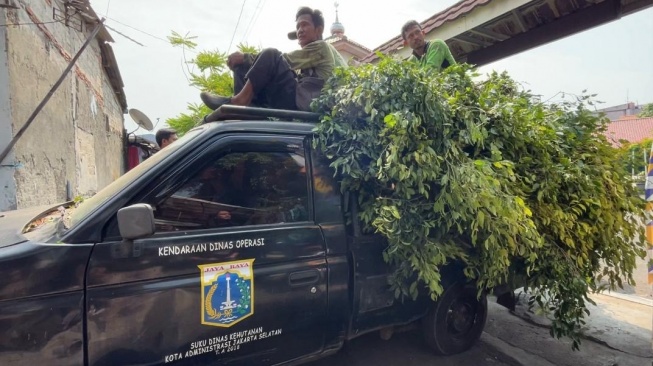 Penebangan pohon di sisi kanan bangunan SDN Kebayoran Lama Selatan pada Rabu (22/7/2026). [Suara.com/Adiiyoga]