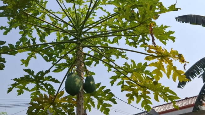Rahasia Berkebun di Tengah Kota, Belajar dari Tani Kota Sejati-58 Kebagusan