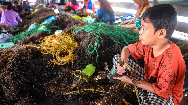 Seorang anak menjahit bibit rumput laut jenis Kappaphycus alvarezii di Desa Liang Bunyu, Sebatik Barat, Kabupaten Nunukan, Kalimantan Utara, Jumat (24/7/2026). [ANTARA FOTO/M Risyal Hidayat/sgd]
