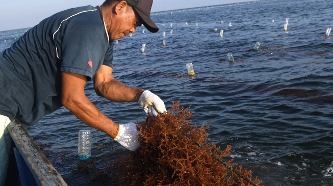 Seorang petani bersiap memanen rumput laut jenis Kappaphycus alvarezii di perairan Sebatik Barat, Kabupaten Nunukan, Kalimantan Utara, Jumat (24/7/2026). [ANTARA FOTO/M Risyal Hidayat/sgd]