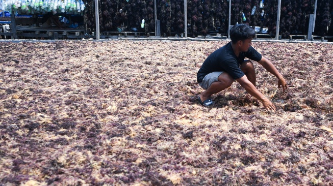 Pekerja menjemur rumput laut jenis Kappaphycus alvarezii di Desa Liang Bunyu, Sebatik Barat, Kabupaten Nunukan, Kalimantan Utara, Jumat (24/7/2026). [ANTARA FOTO/M Risyal Hidayat/sgd]
