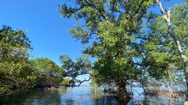 Bagaimana Mangrove Membantu Nelayan Kuri Caddi Bertahan di Tengah Cuaca Ekstrem?