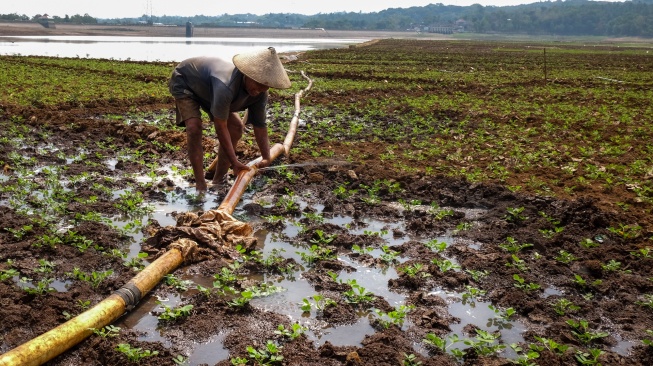 Warga memanfaatkan surutnya air waduk saat kemarau untuk menanam kacang di Waduk Delingan, Kabupaten Karanganyar,Jawa Tengah, Senin (27/7/2026). [ANTARAFOTO/Maulana Surya/nz.]
