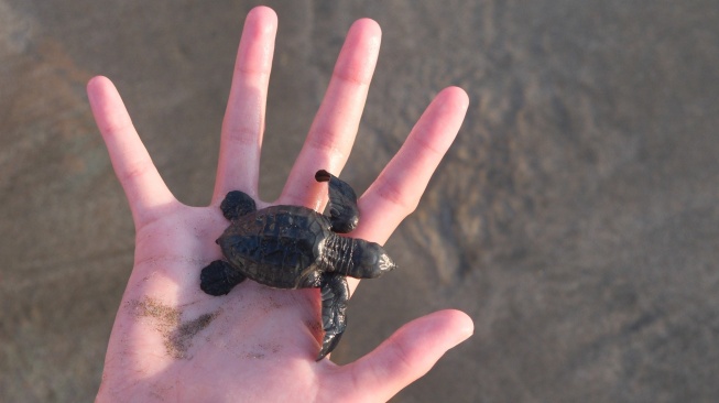 Seorang wisatawan mancanegara bersiap melepasliarkan tukik penyu lekang (Lepidochelys olivacea) pada musim penetasan telur di Pantai Kuta, Badung, Bali, Rabu (29/7/2026). [ANTARA FOTO/Nyoman Hendra Wibowo/tom]