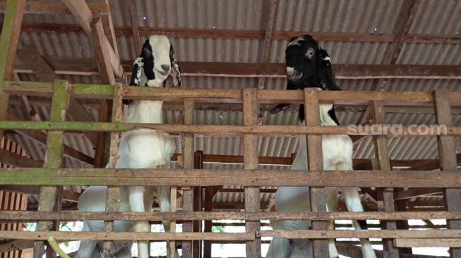 Peternakan kambing di lahan kakao dengan konsep Tumpang Sari di Jembrana, Bali, Kamis (30/7/2026)[Suara.com/Eviera Paramita Sandi] 