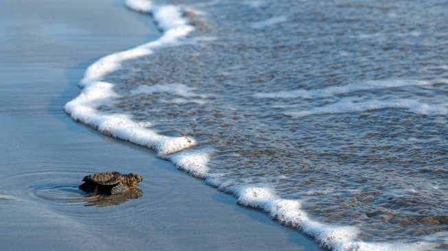 Seekor tukik penyu lekang (Lepidochelys olivacea) berjalan menuju laut saat pelepasliaran tukik pada musim penetasan telur di Pantai Kuta, Badung, Bali, Rabu (29/7/2026). [ANTARA FOTO/Nyoman Hendra Wibowo/tom]