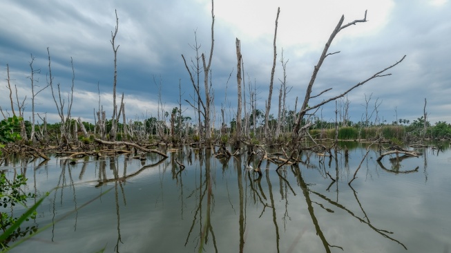 Kondisi sejumlah pohon mangrove yang mengering di Jalan Madusila, Kota Kendari, Sulawesi Tenggara, Rabu (29/7/2026). [ANTARA FOTO/Andry Denisah/wsj]