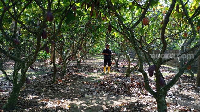 Petani Kakao, I Ketut Sudomo saat melakukan panen di kebunnya yang terletak di Banjar Modingsari, Desa Candikusuma, kecamatan Melaya, Jembrana. [Suara.com/ Eviera Paramita Sandi]