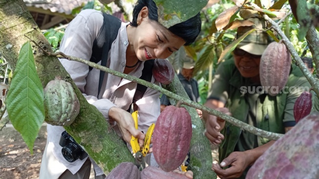 Co-Founder Pipiltin Cocoa, Tissa Aunilla saat melakukan panen kakao di Jembrana, Bali, Kamis (30/7/2026) [Suara.com/Eviera Paramita Sandi] 