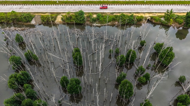 Foto udara kendaraan roda empat melintas di dekat kawasan hutan mangrove yang pohonnya mengering di Jalan Madusila, Kota Kendari, Sulawesi Tenggara, Rabu (29/7/2026). [ANTARA FOTO/Andry Denisah/wsj]