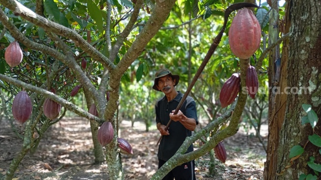 Melihat Budidaya Kakao Jembrana, Emas Cokelat Yang Memikat Pasar Jepang Dan Eropa