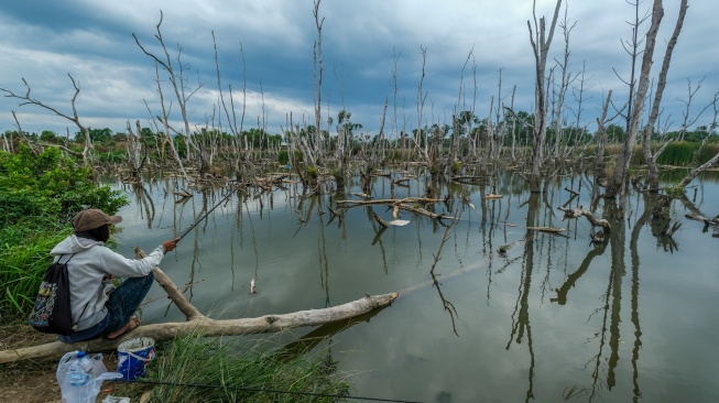 Warga memancing di kawasan hutan mangrove yang pohonnya mengering di Jalan Madusila, Kota Kendari, Sulawesi Tenggara, Rabu (29/7/2026). [ANTARA FOTO/Andry Denisah/wsj]