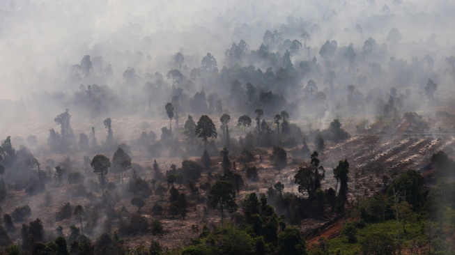 Foto udara kebakaran hutan dan lahan gambut di Kabupaten Kayong Utara, Kalimantan Barat, Jumat (31/7/2026).  [ANTARA FOTO/Jessica Wuysang/YU]

