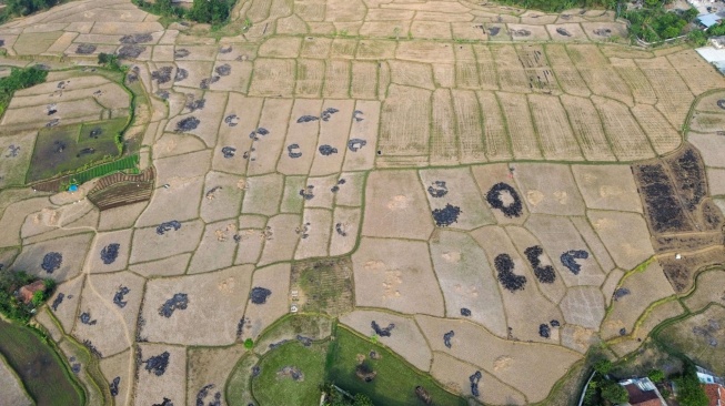 Foto udara sawah yang terdampak kekeringan di Kecamatan Cibarusah, Kabupaten Bekasi, Jawa Barat, Jumat (31/7/2026). [ANTARA FOTO/Darryl Ramadhan/YU]