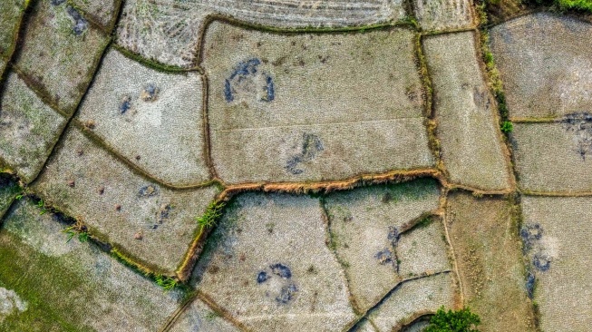 Foto udara sawah yang terdampak kekeringan di Kecamatan Cibarusah, Kabupaten Bekasi, Jawa Barat, Jumat (31/7/2026). [ANTARA FOTO/Darryl Ramadhan/YU]