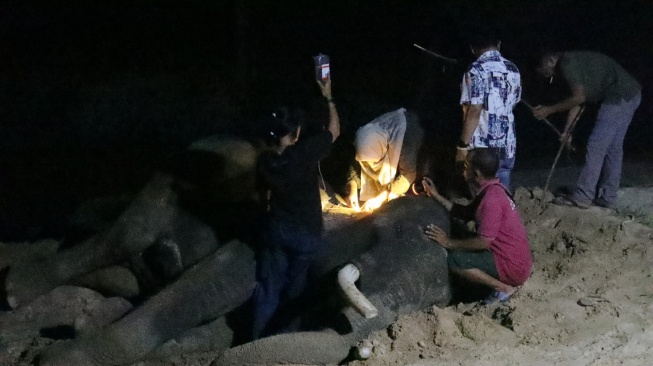 Gajah Jovi Mati setelah Sebulan Dirawat Intensif di PLG Minas