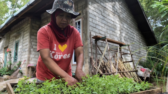 Transmigran merawat bibit cabai di depan rumahnya di kawasan Transmigrasi Sungai Bermas, Kerinci, Jambi, Senin (3/8/2026). [ANTARA FOTO/Wahdi Septiawan/agr] 