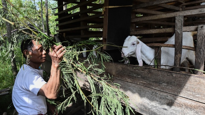 Transmigran memberi makan kambing peliharaannya di kawasan Transmigrasi Sungai Bermas, Kerinci, Jambi, Senin (3/8/2026). [ANTARA FOTO/Wahdi Septiawan/agr]