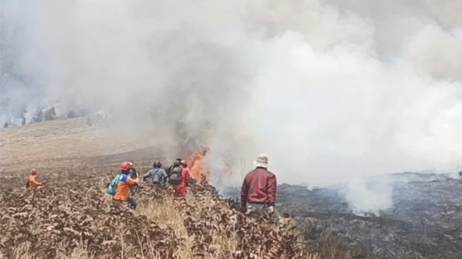 Karhutla TNBTS Meluas, Kondisi Habitat Satwa Endemik Terancam