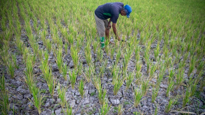 Petani membersihkan rumput di lahan sawah yang mengalami kekeringan di Desa Pematang Bangsal, Kecamatan Pemulutan Selatan, Kabupaten Ogan Ilir (OI), Sumatera Selatan, Kamis (6/8/2026). [ANTARA FOTO/Nova Wahyudi/wsj]
