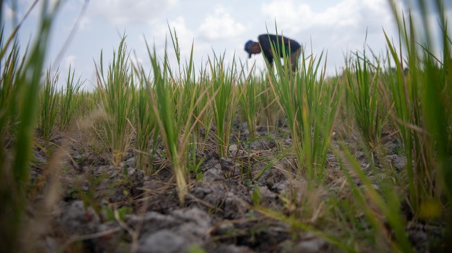 Petani membersihkan rumput di lahan sawah yang mengalami kekeringan di Desa Pematang Bangsal, Kecamatan Pemulutan Selatan, Kabupaten Ogan Ilir (OI), Sumatera Selatan, Kamis (6/8/2026). [ANTARA FOTO/Nova Wahyudi/wsj]