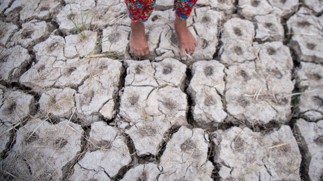 Petani menunjukkan kondisi sawah yang mengalami kekeringan di Desa Pematang Bangsal, Kecamatan Pemulutan Selatan, Kabupaten Ogan Ilir (OI), Sumatera Selatan, Kamis (6/8/2026). [ANTARA FOTO/Nova Wahyudi/wsj]
