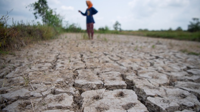 Petani menunjukkan kondisi sawah yang mengalami kekeringan di Desa Pematang Bangsal, Kecamatan Pemulutan Selatan, Kabupaten Ogan Ilir (OI), Sumatera Selatan, Kamis (6/8/2026). [ANTARA FOTO/Nova Wahyudi/wsj]