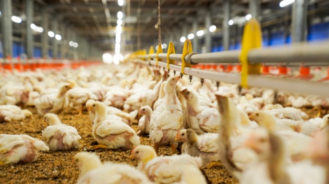 Mandipping hingga Musik Klasik 24 Jam: Menyusuri Jejak Ayam Krispy McD di Padahanten Farm