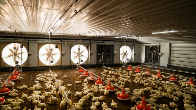 Suasana dalam kandang ayam di Padahanten Farm, Majalengka, Jawa Barat.