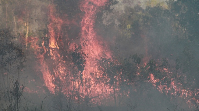 Api membakar semak belukar lahan di dekat kawasan permukiman Tegal Sari, Palangka Raya, Kalimantan Tengah, Jumat, (7/8/2026). [ANTARA FOTO/Auliya Rahman/hma]