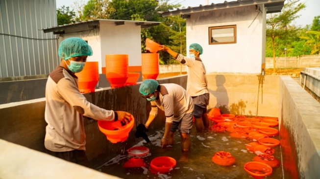 Aktivitas pekerja di Padahanten Farm saat membersihkan tempat pakan ayam.
