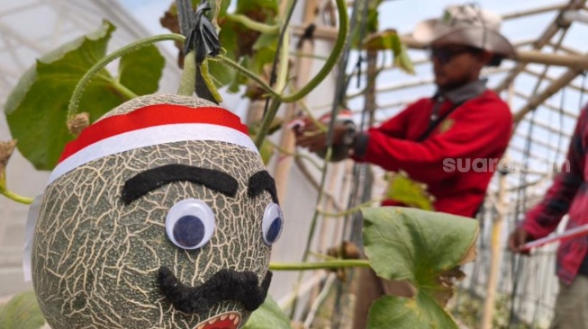 Melon 'Berwajah' Pejuang di Sleman, Cara Petani Muda Rayakan Kemerdekaan